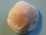 Brachiopod